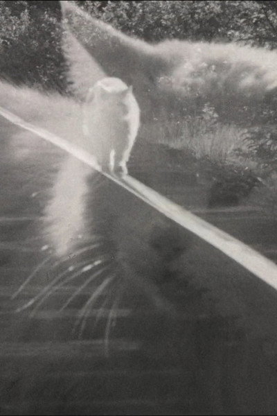 Póster de Catwalk