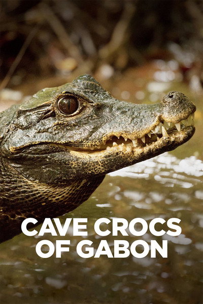 Póster de Cave Crocs of Gabon
