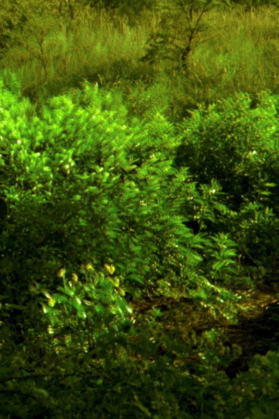 Póster de Ceniza verde