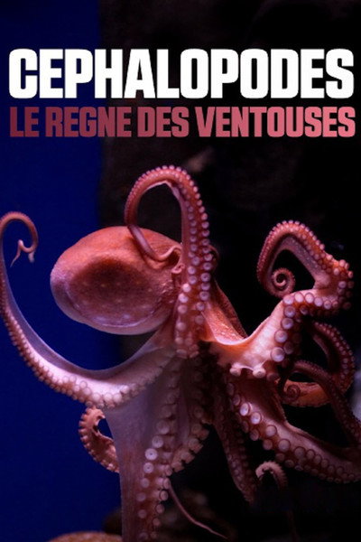 Póster de Céphalopodes: le règne des ventouses