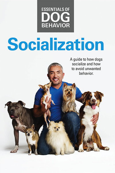 Póster de Cesar Millan's Socialization