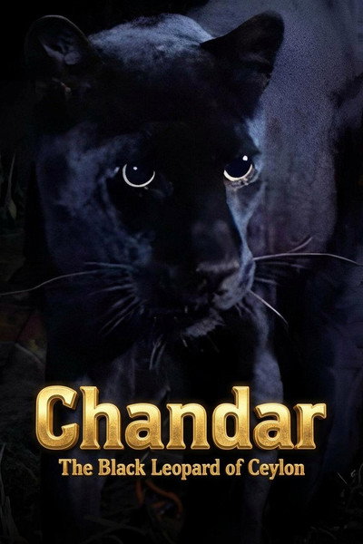 Póster de Chandar, the Black Leopard of Ceylon