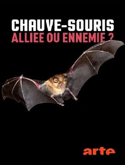 Póster de Chauve-souris : Alliée ou ennemie ?