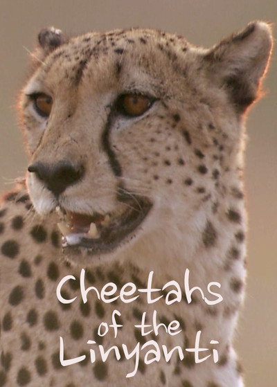 Póster de Cheetahs of the Linyanti