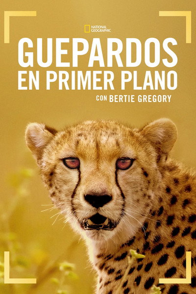 Póster de Cheetahs Up Close with Bertie Gregory