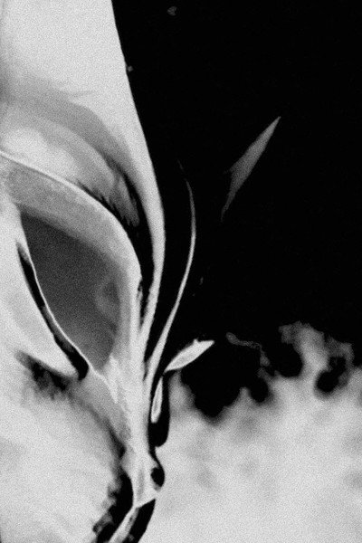 Póster de Cold Days from the Treetops