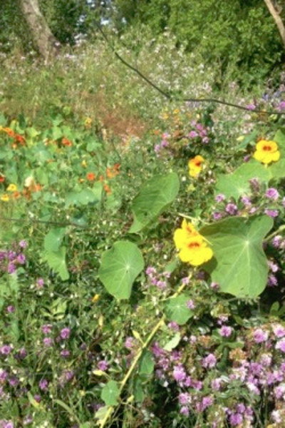 Póster de Colophon (for the Arboretum Cycle)