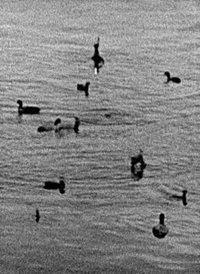 Póster de Coots