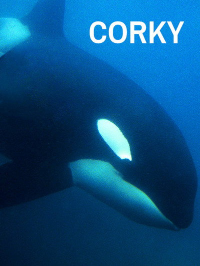 Póster de Corky