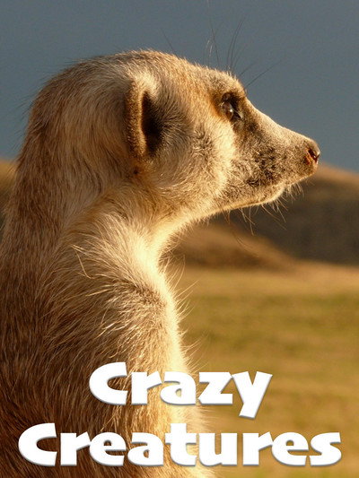 Póster de Crazy Creatures