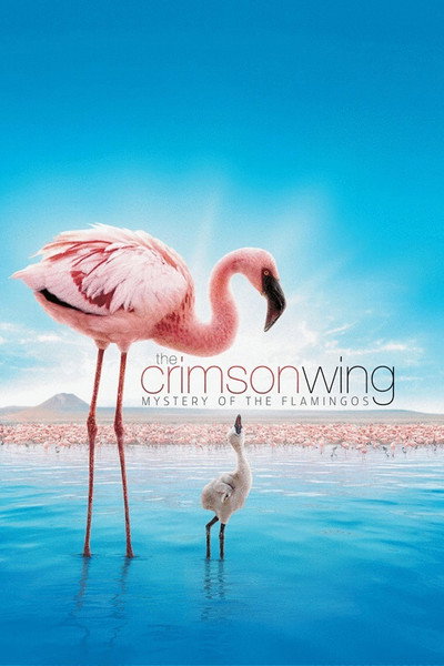 Póster de Crimson Wing