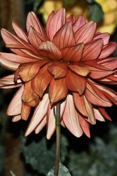 Póster de Dahlia