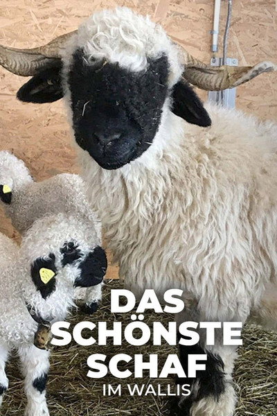 Póster de Das schönste Schaf im Wallis