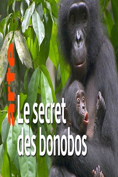 Póster de Das verborgene Leben der Bonobos