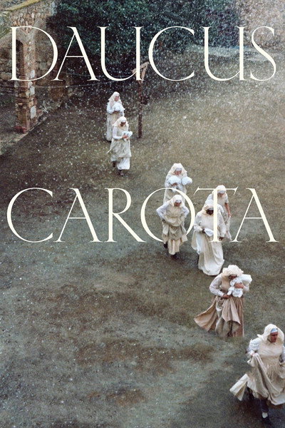Póster de Daucus Carota