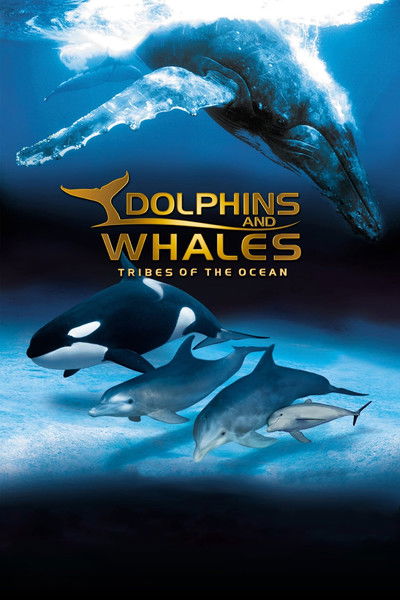 Póster de Delfines y Ballenas: Tribus del océano