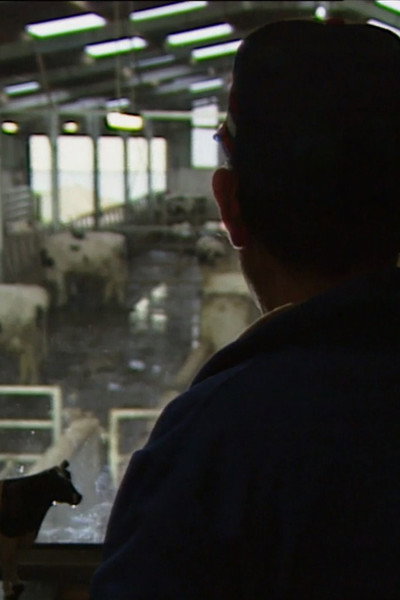 Póster de Des taureaux et des vaches