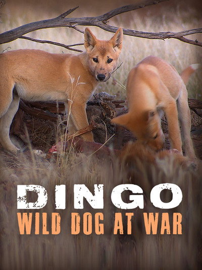 Póster de Dingo: Wild Dog at War