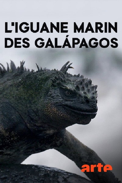 Póster de Drachenrätsel Die verschwundenen Meerechsen von Galapagos