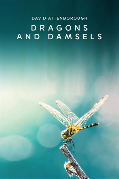 Póster de Dragons & Damsels