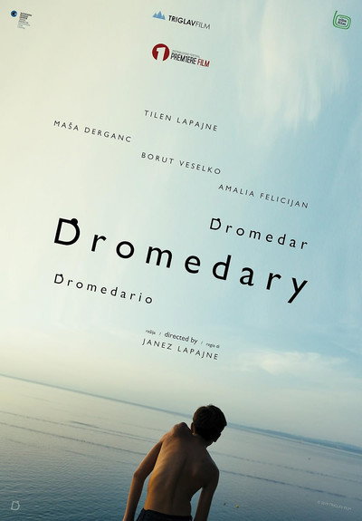 Póster de Dromedario