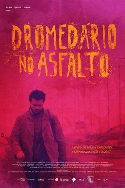 Póster de Dromedário no asfalto