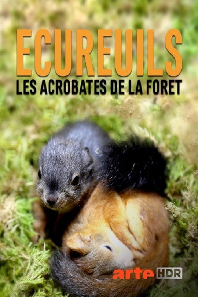 Póster de Ecureuils, les acrobates de la forêt