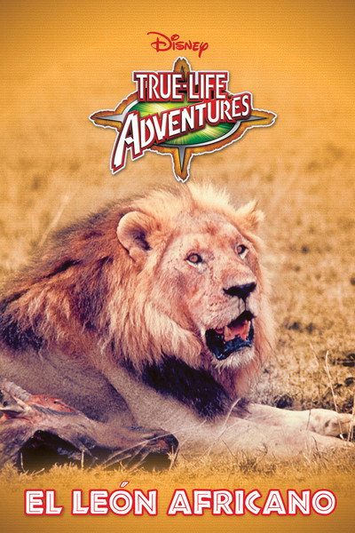 Póster de El león africano