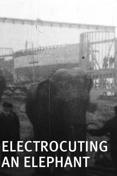 Póster de Electrocuting an Elephant