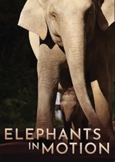 Póster de Elephants in Motion: Tales of LIfe Transformation
