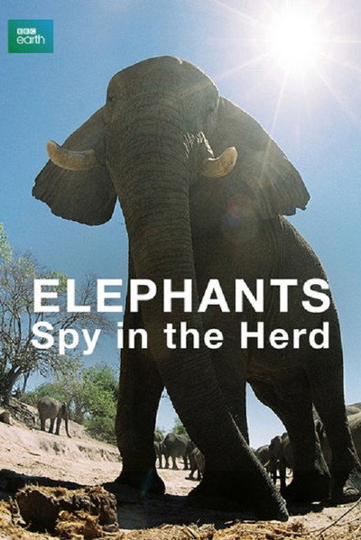 Póster de Elephants: Spy in the Herd