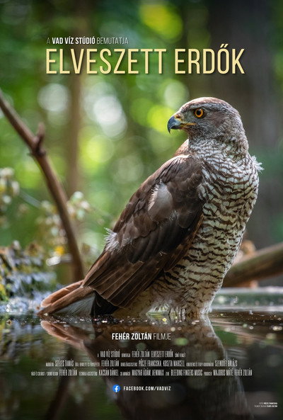 Póster de Elveszett erdök