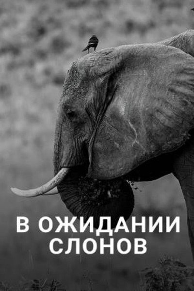 Póster de En attendant les éléphants
