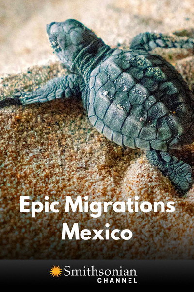 Póster de Epic Animal Migrations: Mexico