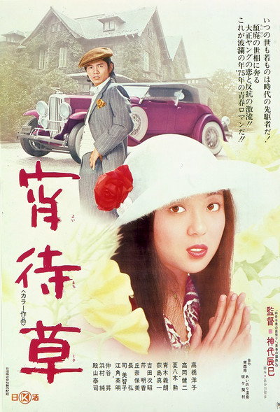 Póster de Evening Primrose