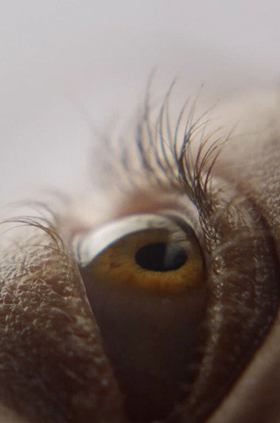 Póster de Eyelash