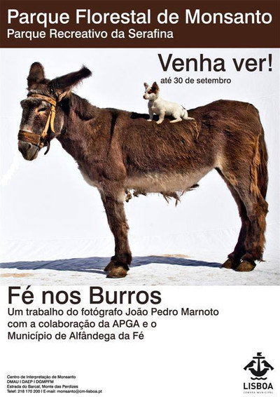 Póster de Faith in Donkeys