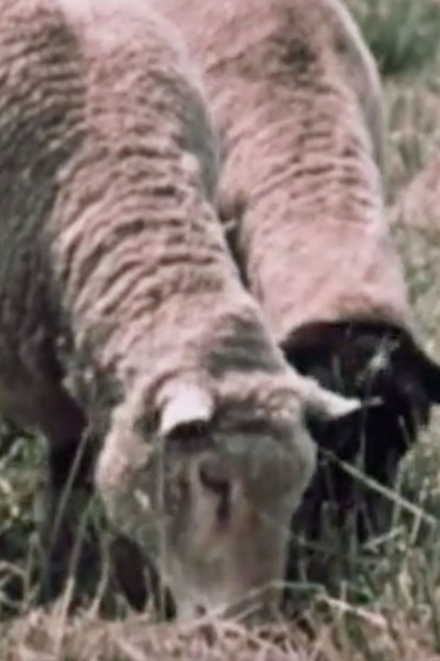 Póster de Farm Babies and Their Mothers