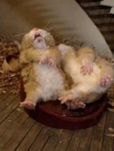 Póster de Fat Hamster