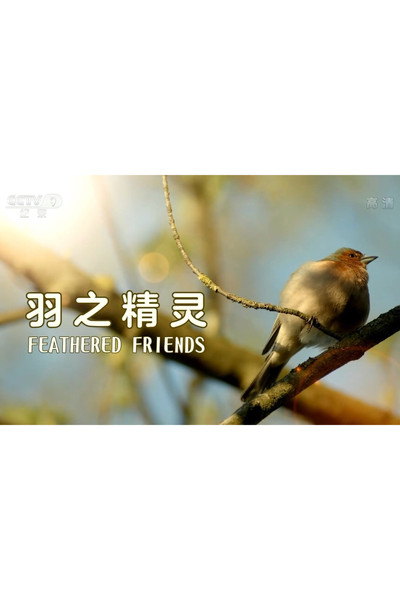 Póster de Feathered Friends