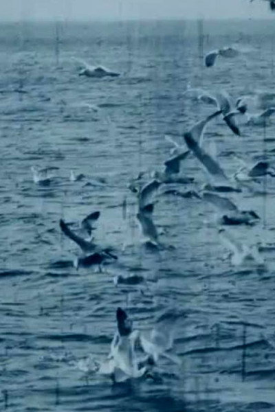 Póster de Feeding Seagulls Off the Irish Coast