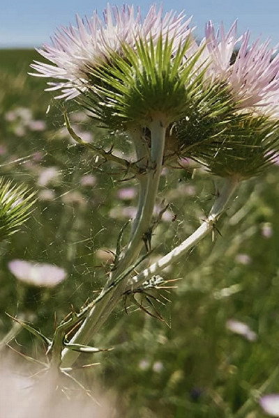 Póster de Fiori, fiori, fiori