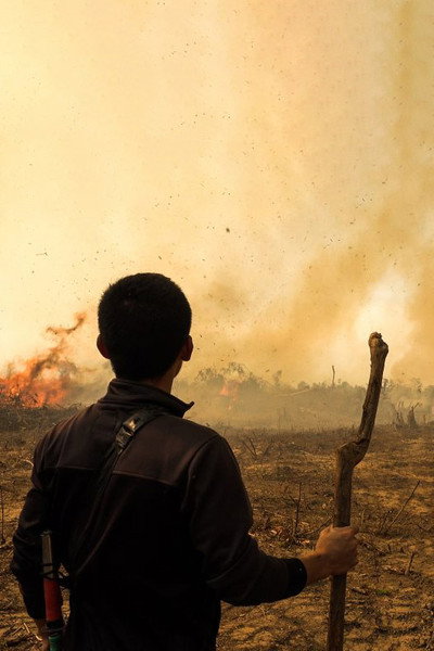 Póster de Fire at Forest