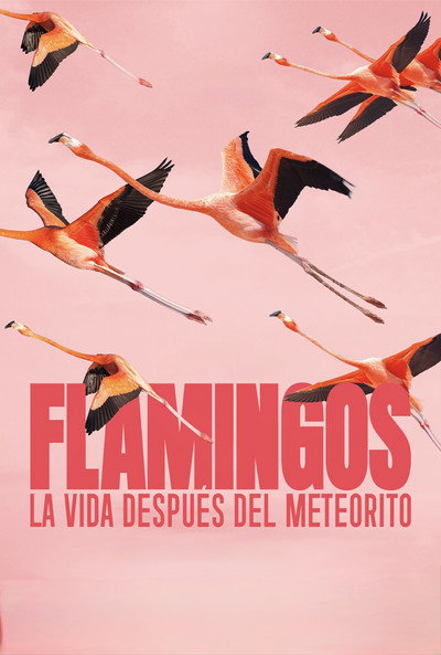 Póster de Flamingos: Life After the Meteorite