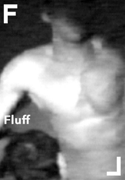 Póster de Fluff
