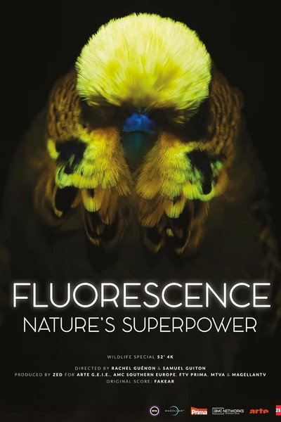 Póster de Fluorescence: Nature's Superpower