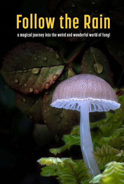 Póster de Follow the Rain