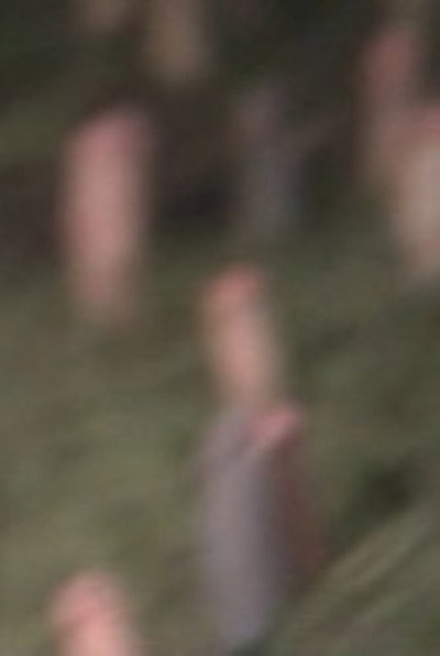 Póster de Forna