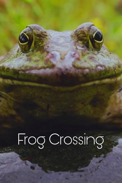 Póster de Frog Crossing
