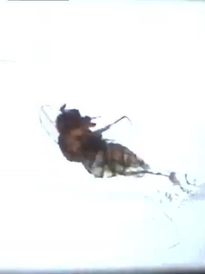 Póster de Fruit Flies